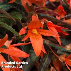 Begonia 'Bossa Nova Night Fever Papaya' -Garden Central Sales Store BEGO NIGHTFEVE S39358