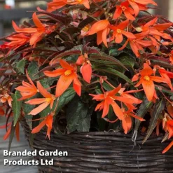 Begonia 'Bossa Nova Night Fever Papaya' -Garden Central Sales Store BEGO NIGHTFEVE S39360