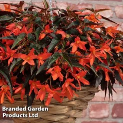 Begonia 'Bossa Nova Night Fever Papaya' -Garden Central Sales Store BEGO NIGHTFEVE S39362