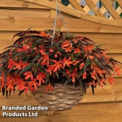 Begonia 'Bossa Nova Night Fever Papaya' -Garden Central Sales Store BEGO NIGHTFEVE S39366