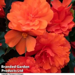 Begonia 'Nonstop Joy Mix' 11 Begonia 'Nonstop Joy Mix' -Garden Central Sales Store BEGO NONSTORAN T33810a