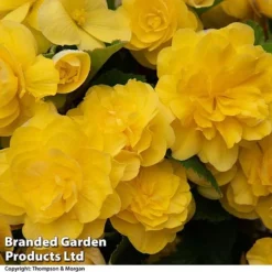 Begonia 'Nonstop Joy Mix' 12 Begonia 'Nonstop Joy Mix' -Garden Central Sales Store BEGO NONSTYELL T33813a
