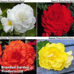 Begonia 'Prima Donna Bumper Pack'