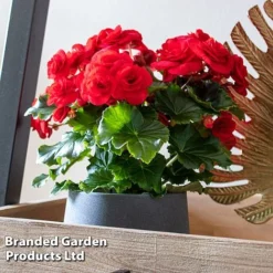 Begonia 'Rosebud Halo Red'