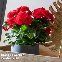Begonia 'Rosebud Halo Red' -Garden Central Sales Store BEGO ROSEHALOR S46860