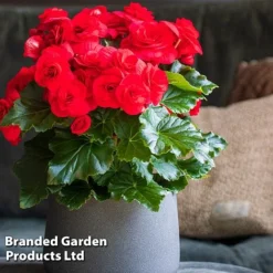Begonia 'Rosebud Halo Red' -Garden Central Sales Store BEGO ROSEHALOR S46861