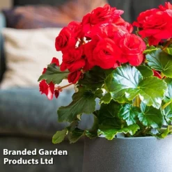 Begonia 'Rosebud Halo Red' -Garden Central Sales Store BEGO ROSEHALOR S46862