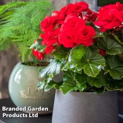 Begonia 'Rosebud Halo Red' -Garden Central Sales Store BEGO ROSEHALOR S46863