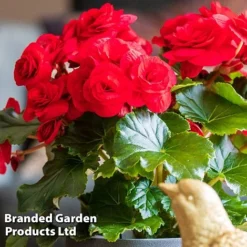 Begonia 'Rosebud Halo Red' -Garden Central Sales Store BEGO ROSEHALOR S46864