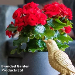 Begonia 'Rosebud Halo Red' -Garden Central Sales Store BEGO ROSEHALOR S46865