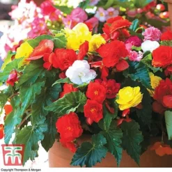 Begonia 'Nonstop Mixed' - Tubers -Garden Central Sales Store BEGo T47418 D2