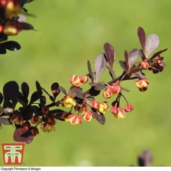 Berberis Thunbergii F. Atropurpurea 'Rose Glow'