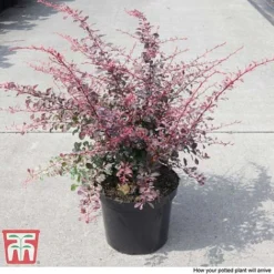 Berberis Thunbergii F. Atropurpurea 'Rose Glow' -Garden Central Sales Store BER T66077 C