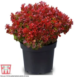 Berberis Thunbergii 'Lutin Rouge' -Garden Central Sales Store BERB KB0073 D