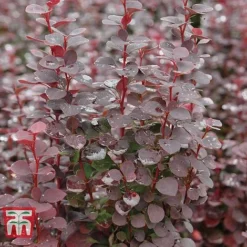Berberis Trio -Garden Central Sales Store BERB KB0726 C