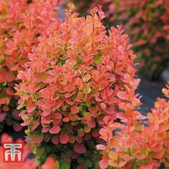 Berberis Trio -Garden Central Sales Store BERB KB0726 D
