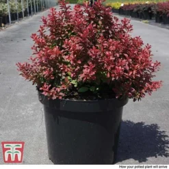 Berberis Thunbergii F. Atropurpurea 'Admiration' -Garden Central Sales Store BERB T58093 D