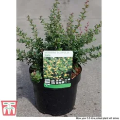 Berberis Buxifolia 'Nana' -Garden Central Sales Store BERB T58097 C