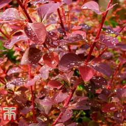 Berberis X Ottawensis F. Purpurea 'Superba'