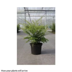 Berberis Thunbergii 'Golden Dream' -Garden Central Sales Store BERB T66069 B h