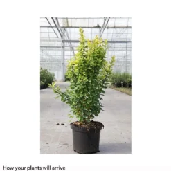 Berberis Thunbergii 'Golden Rocket' -Garden Central Sales Store BERB T66070 B h