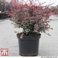 Berberis Thunbergii F. Atropurpurea 'Harlequin' -Garden Central Sales Store BERB T66072 C