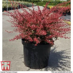 Berberis Thunbergii 'Orange Dream' -Garden Central Sales Store BERB T66075 C