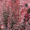 Berberis Thunbergii F. Atropurpurea 'Rosy Rocket'
