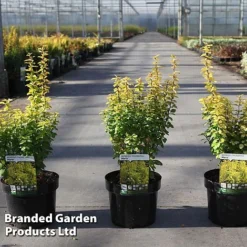 Berberis Thunbergii 'Maria'