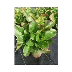 Bergenia Cordifolia -Garden Central Sales Store BERG T66078 A h