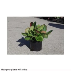 Bergenia Cordifolia -Garden Central Sales Store BERG T66078 B h