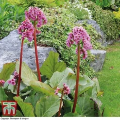 Bergenia Cordifolia -Garden Central Sales Store BERGINA c