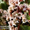 Bergenia Cordifolia 'Bressingham White'