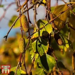 Silver Birch (Hedging) -Garden Central Sales Store BETU T70348 D