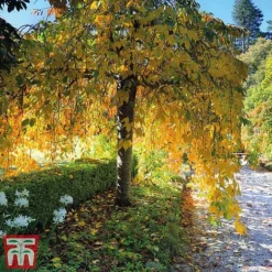 Silver Birch (Hedging) -Garden Central Sales Store BETU T70348 E