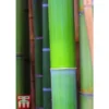 Bisset's Bamboo