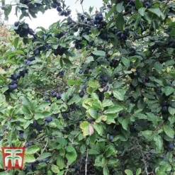 Blackthorn (Hedging) -Garden Central Sales Store BLAC T70282 A