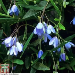 Sollya Heterophylla -Garden Central Sales Store BLUE T10023 A4