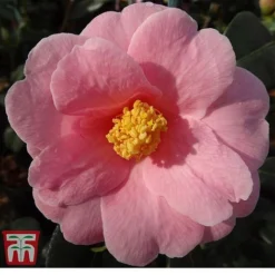 Camellia X Williamsii 'Bowen Bryant'