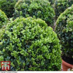 Box Ball -Garden Central Sales Store BOXU 4707 A1