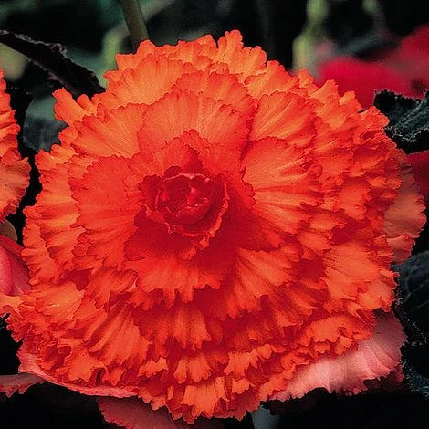 Begonia 'Prima Donna Orange' 1 Begonia 'Prima Donna Orange'