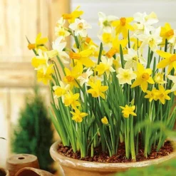 Spring Bulb Bumper Pack -Garden Central Sales Store BUDAF21332