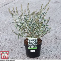 Buddleja Davidii 'White Ball' -Garden Central Sales Store BUDD 62033 A