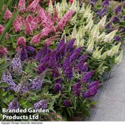 Buddleja 'Butterfly Candy' Collection -Garden Central Sales Store BUDD CANDY B