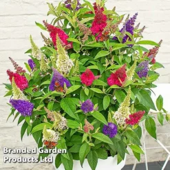 Buddleja 'Butterfly Candy' Collection -Garden Central Sales Store BUDD CANDY D