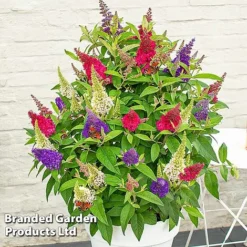 Buddleja 'Butterfly Candy' Collection -Garden Central Sales Store BUDD CANDY E