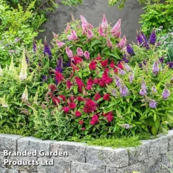 Buddleja 'Butterfly Candy' Collection -Garden Central Sales Store BUDD CANDY F