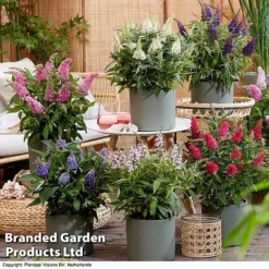 Buddleja 'Butterfly Candy' Collection -Garden Central Sales Store BUDD CANDY H