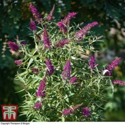 Buddleja 'Butterfly Towers' -Garden Central Sales Store BUDD KA8837 B