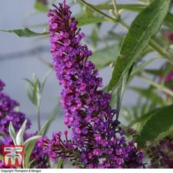 Buddleja 'Butterfly Towers' -Garden Central Sales Store BUDD KA8837 D